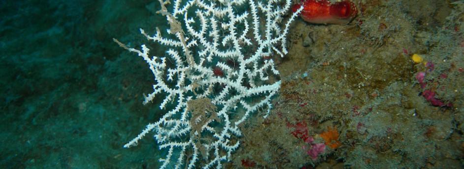 Gorgonia bianca: Eunicella verrucosa