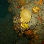 Nudibranchi: Hypselodoris valenciennesi