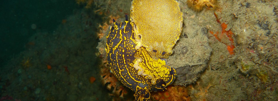 Nudibranchi: Hypselodoris valenciennesi