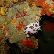 Nudibranco: Discodoris atro maculata (vacchetta di mare)