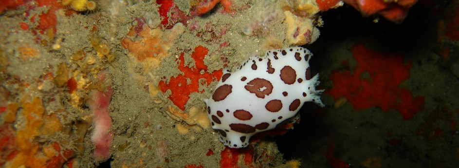 Nudibranco: Discodoris atro maculata (vacchetta di mare)