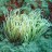 Anemone: Anemonia Viridis